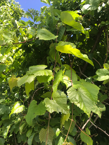 Photo By: Stephen M. Young. Photo taken: Richmond County, NY on 14 June 2019